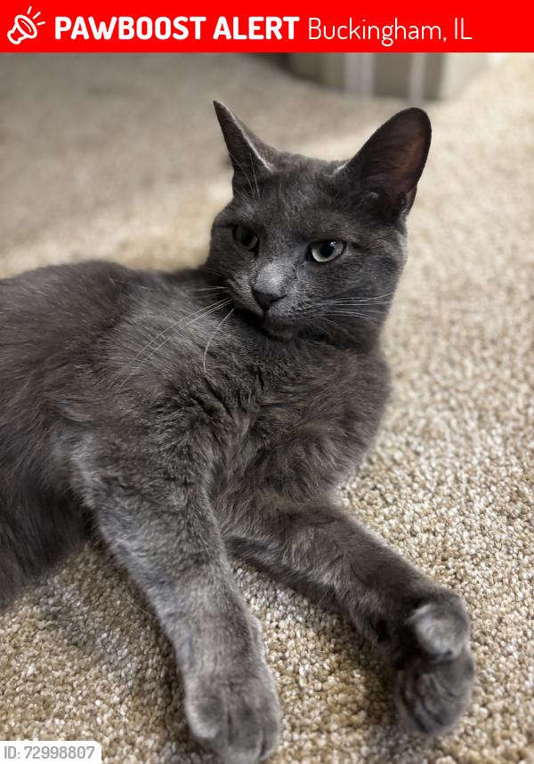 Lost Female Cat last seen Route 115, Buckingham, IL 60917