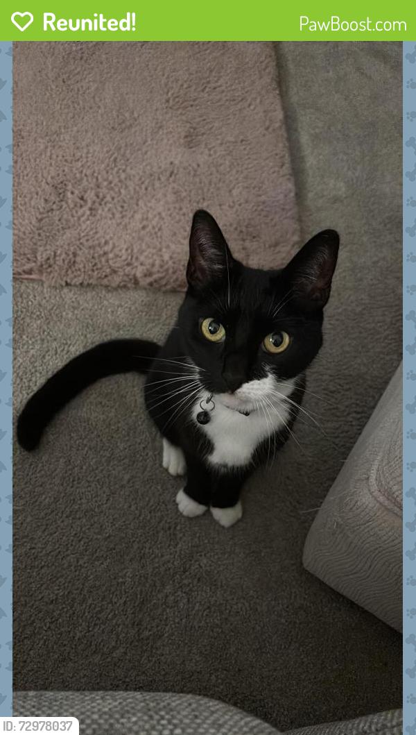 Reunited Female Cat last seen Middle of North Avenue, between Sutton Road and Bournemouth Park, Southend-on-Sea, England SS2 5HT