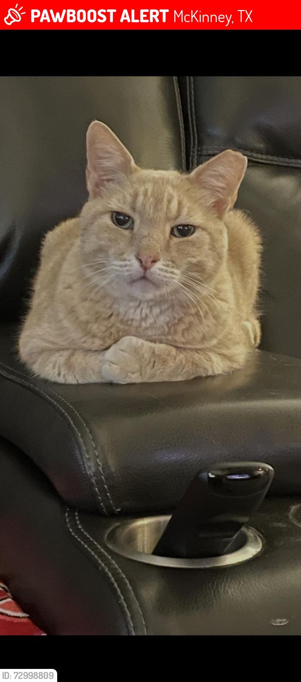 Lost Female Cat last seen fairways north @ westridge, McKinney, TX 75072