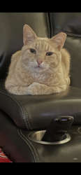 Lost Female Cat last seen fairways north @ westridge, McKinney, TX 75072