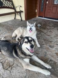Reunited Male Dog last seen Carillon and Peyton, Dallas, TX 75240