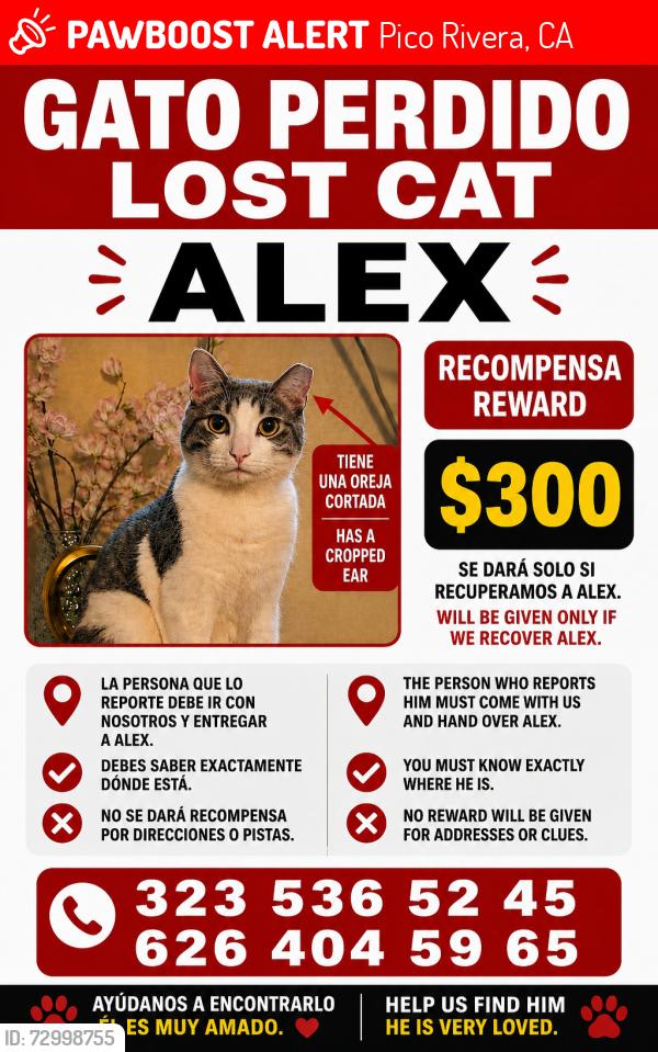 Lost Male Cat last seen Lindsey ave pico Rivera. A 90660, Pico Rivera, CA 90660