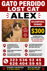 Lost Male Cat last seen Lindsey ave pico Rivera. A 90660, Pico Rivera, CA 90660