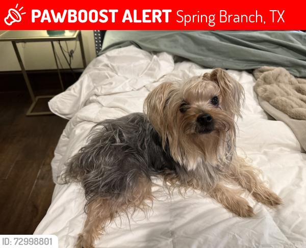 Lost Female Dog last seen Flightline Dr., Spring Branch, TX 78070