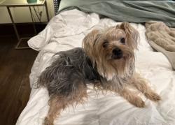 Lost Female Dog last seen Flightline Dr., Spring Branch, TX 78070