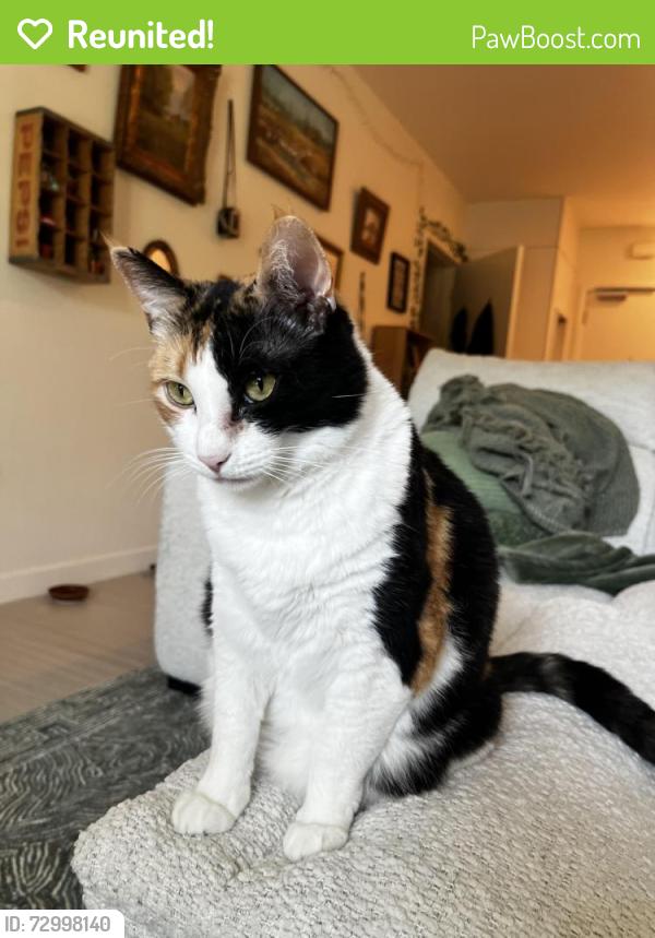 Reunited Female Cat last seen St Charles, Alameda, CA 94501