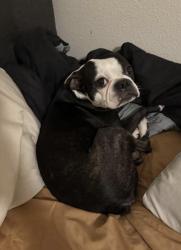 Reunited Male Dog last seen Near monogram , Long Beach, CA 90815