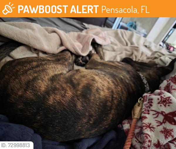 Found/Stray Male Dog last seen Massachusetts, Pensacola, FL 32505
