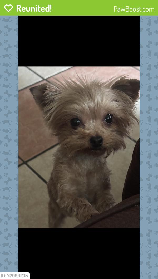 Reunited Female Dog last seen Morton st, Denison, TX 75020