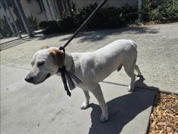 Shelter Stray Male Dog last seen , 957 N Gaffey St, San Pedro, CA 90731, USA
