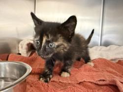 Shelter Stray Female Cat last seen , 957 N Gaffey St, San Pedro, CA 90731, USA