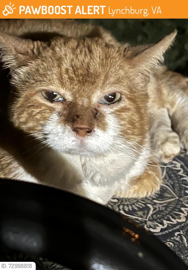 Found/Stray Male Cat last seen Lakeside Dr. near newspaper building, Lynchburg, VA 24501