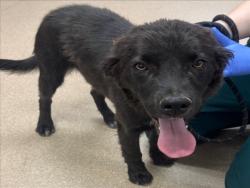 Shelter Stray Male Dog last seen , 14409 Vanowen St, Van Nuys, CA 91405, USA