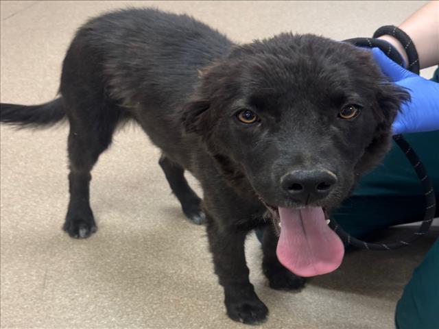 Shelter Stray Male Dog last seen , 14409 Vanowen St, Van Nuys, CA 91405, USA