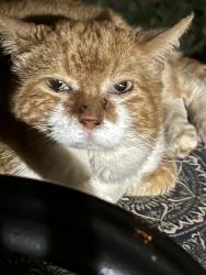 Found/Stray Male Cat last seen Lakeside Dr. near newspaper building, Lynchburg, VA 24501