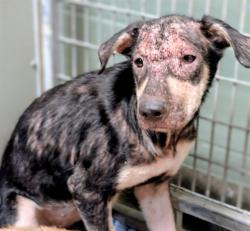 Shelter Stray Female Dog last seen Near BLOCK WILLOW BRANCH AVE, 2020 Forest St, Jacksonville, FL 32204, USA