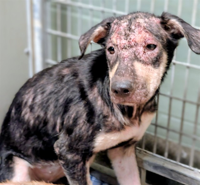Shelter Stray Female Dog last seen Near BLOCK WILLOW BRANCH AVE, 2020 Forest St, Jacksonville, FL 32204, USA