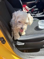 Reunited Male Dog last seen S Langston, SKYWAY WA, Seattle, WA 98178