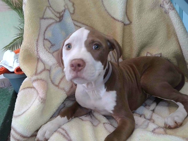 Shelter Stray Female Dog last seen , 4275 Elton St, Baldwin Park, CA 91706, USA