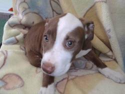Shelter Stray Female Dog last seen , 4275 Elton St, Baldwin Park, CA 91706, USA