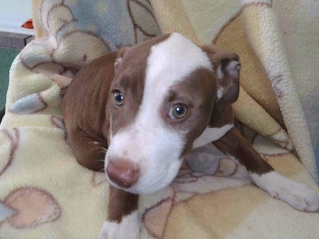 Shelter Stray Female Dog last seen , 4275 Elton St, Baldwin Park, CA 91706, USA