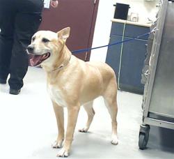 Shelter Stray Female Dog last seen Near BLOCK FOOTBRIDGE LN, FAYETTEVILLE NC 28306, 4704 Corporation Dr, Fayetteville, NC 28306, USA