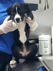Shelter Stray Female Dog last seen Near BLOCK MILFORD RD, FAYETTEVILLE NC 28303, 4704 Corporation Dr, Fayetteville, NC 28306, USA
