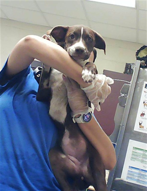 Shelter Stray Female Dog last seen Near BLOCK MILFORD RD, FAYETTEVILLE NC 28303, 4704 Corporation Dr, Fayetteville, NC 28306, USA