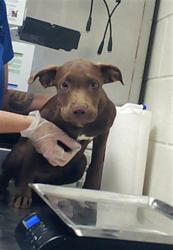 Shelter Stray Female Dog last seen Near BLOCK MILFORD RD, FAYETTEVILLE NC 28303, 4704 Corporation Dr, Fayetteville, NC 28306, USA