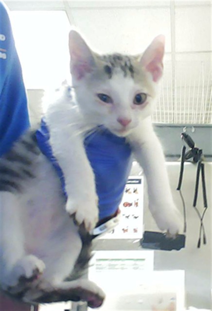 Shelter Stray Female Cat last seen Near BLOCK FOUNTAIN GROVE CIR, FAYETTEVILLE NC 28304, 4704 Corporation Dr, Fayetteville, NC 28306, USA