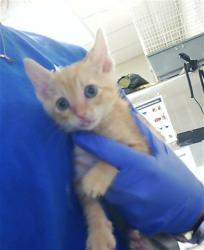 Shelter Stray Male Cat last seen Near BLOCK FOUNTAIN GROVE CIR, FAYETTEVILLE NC 28304, 4704 Corporation Dr, Fayetteville, NC 28306, USA