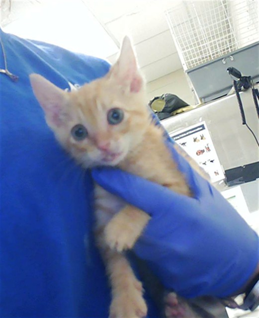 Shelter Stray Male Cat last seen Near BLOCK FOUNTAIN GROVE CIR, FAYETTEVILLE NC 28304, 4704 Corporation Dr, Fayetteville, NC 28306, USA