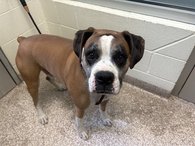Shelter Stray Male Dog last seen Near BLOCK W MCCULLOCH BLVD, PUEBLO CO 81007, 4600 Eagleridge Pl, Pueblo, CO 81008, USA