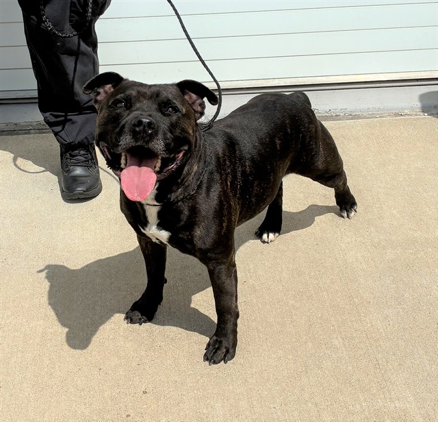 Shelter Stray Male Dog last seen Near BLOCK DUNCAN ST, 3528 Newburg Rd, Louisville, KY 40218, USA