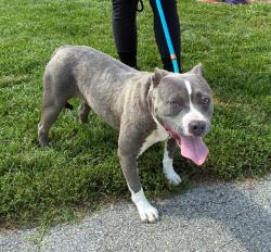 Shelter Stray Female Dog last seen Near BLOCK S 36TH ST, 3528 Newburg Rd, Louisville, KY 40218, USA