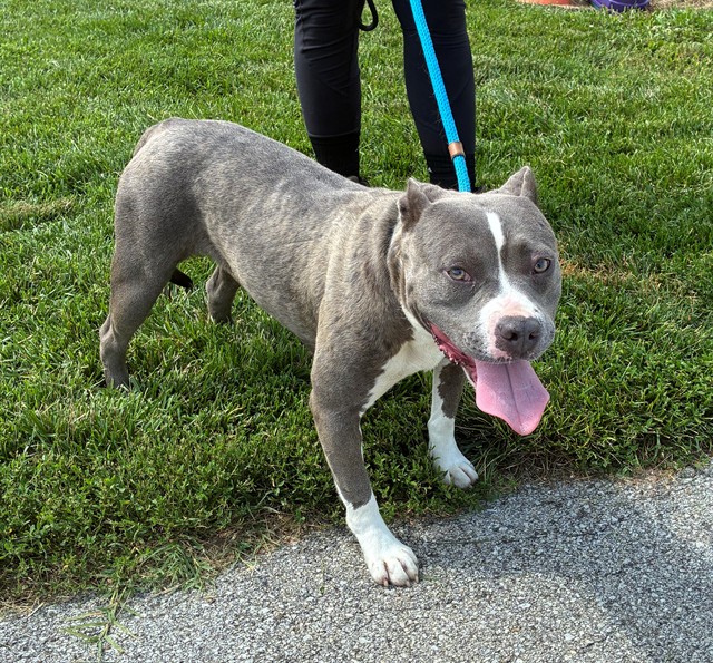 Shelter Stray Female Dog last seen Near BLOCK S 36TH ST, 3528 Newburg Rd, Louisville, KY 40218, USA