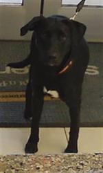 Shelter Stray Female Dog last seen ROGERLAND RD AND PEARLWOOD DR, 19640 Dogpatch Ln, Land O' Lakes, FL 34638, USA