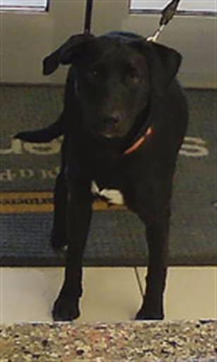 Shelter Stray Female Dog last seen ROGERLAND RD AND PEARLWOOD DR, 19640 Dogpatch Ln, Land O' Lakes, FL 34638, USA