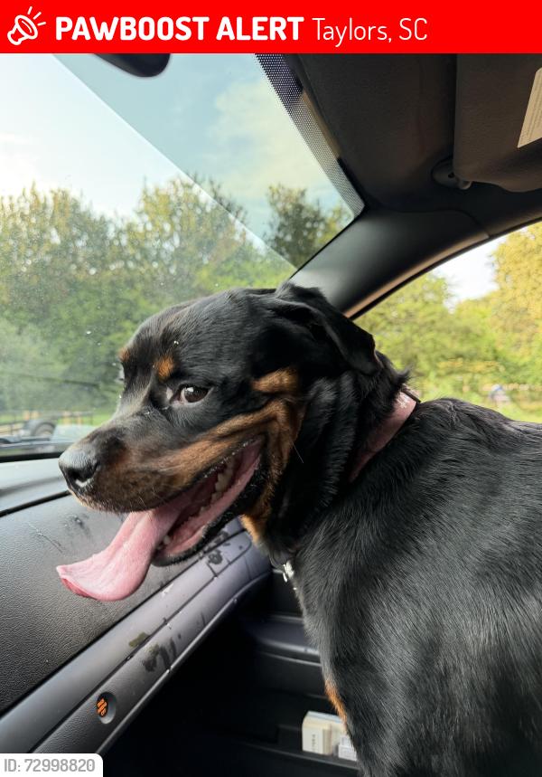 Lost Female Dog last seen Fews Bridge Rd, Taylors, SC 29687