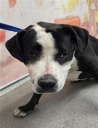 Shelter Stray Female Dog last seen W 40TH ST X N MOUNTAIN VIEW AVE, 333 Chandler Pl, San Bernardino, CA 92408, USA