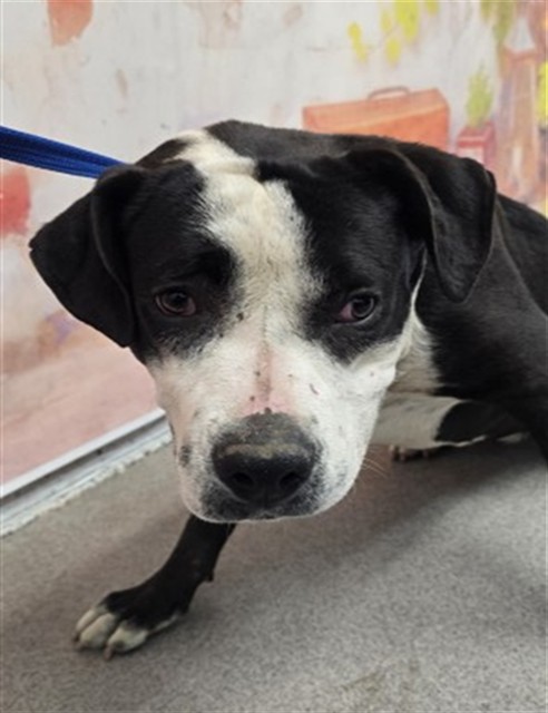 Shelter Stray Female Dog last seen W 40TH ST X N MOUNTAIN VIEW AVE, 333 Chandler Pl, San Bernardino, CA 92408, USA