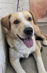 Shelter Stray Male Dog last seen N LILAC AND W SHAMROCK ST, 333 Chandler Pl, San Bernardino, CA 92408, USA