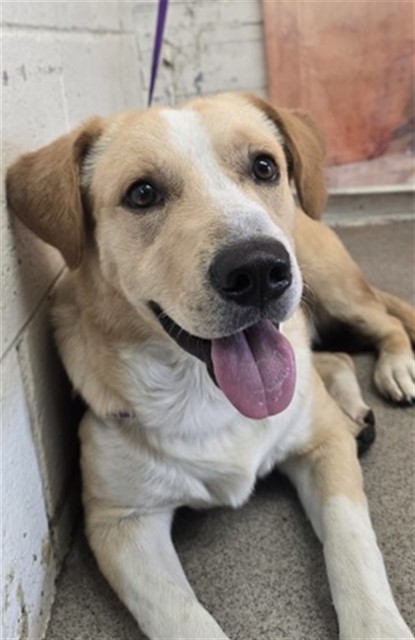 Shelter Stray Male Dog last seen N LILAC AND W SHAMROCK ST, 333 Chandler Pl, San Bernardino, CA 92408, USA