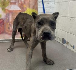 Shelter Stray Male Dog last seen WATERMAN AND BASELINE STATER BROTHERS, 333 Chandler Pl, San Bernardino, CA 92408, USA