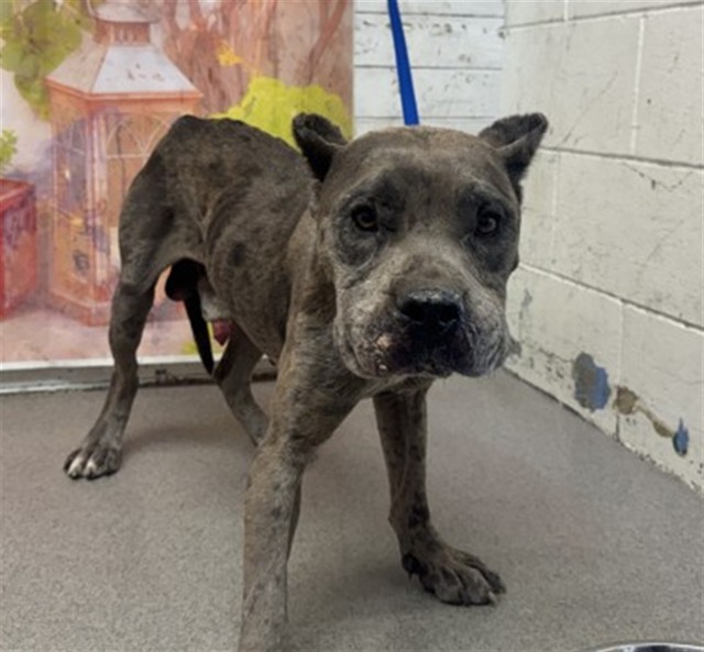 Shelter Stray Male Dog last seen WATERMAN AND BASELINE STATER BROTHERS, 333 Chandler Pl, San Bernardino, CA 92408, USA