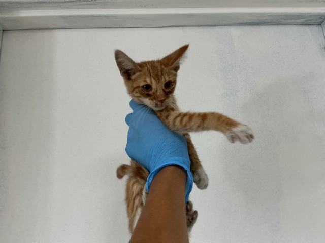 Shelter Stray Female Cat last seen , 333 Chandler Pl, San Bernardino, CA 92408, USA
