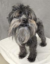 Shelter Stray Female Dog last seen , 38550 Sierra Hwy, Palmdale, CA 93550, USA