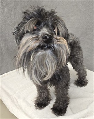Shelter Stray Female Dog last seen , 38550 Sierra Hwy, Palmdale, CA 93550, USA