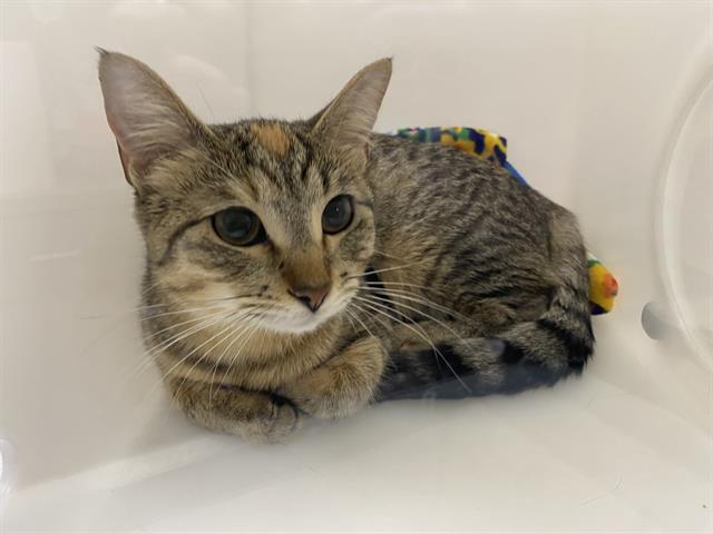 Shelter Stray Female Cat last seen Near BLOCK W MAPLE ST, 3839 W Burnham St, West Milwaukee, WI 53215, USA