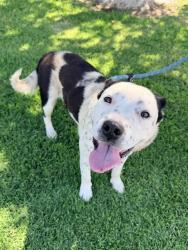 Shelter Stray Female Dog last seen INDIAN AVE, PERRIS, CA, 6851 Van Buren Boulevard, Jurupa Valley, CA 92509, USA